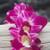 Single Dendrobium Orchid Hawaiian Lei for Graduation